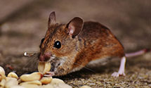 24 Hour & Emergency Exterminators in Limestone, ME